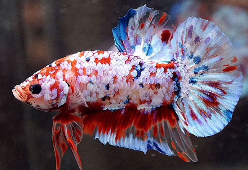 Hình ảnh cá Betta fancy màu sắc sặc sỡ