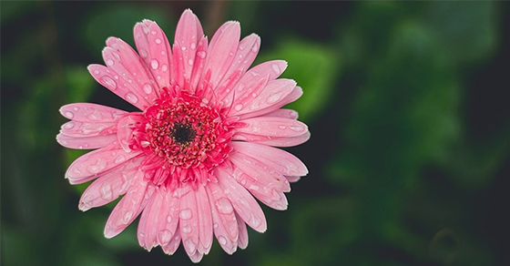 Cách chụp ảnh macro trên iPhone cực chuyên nghiệp, nhìn siêu mê ly