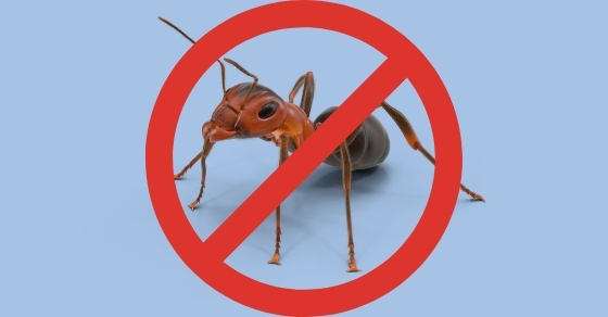 Điều gì làm cho các phương pháp diệt kiến nhỏ trong nhà không hiệu quả?