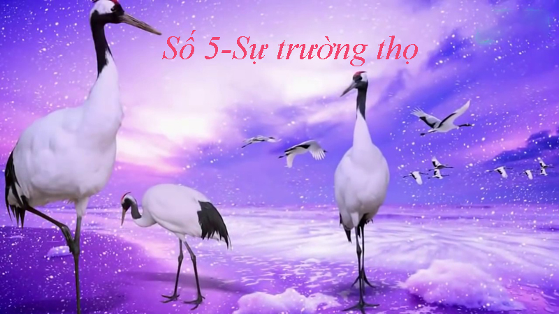 Số 5 là con số sinh khí, mang tới sự trường thọ cho chủ sở hữu