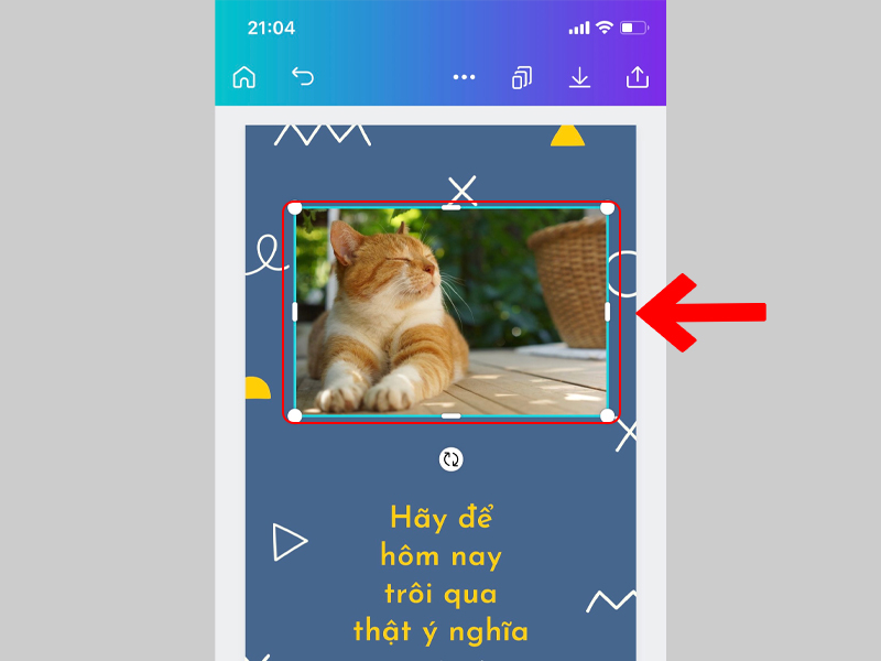 Chọn ảnh một chú mèo