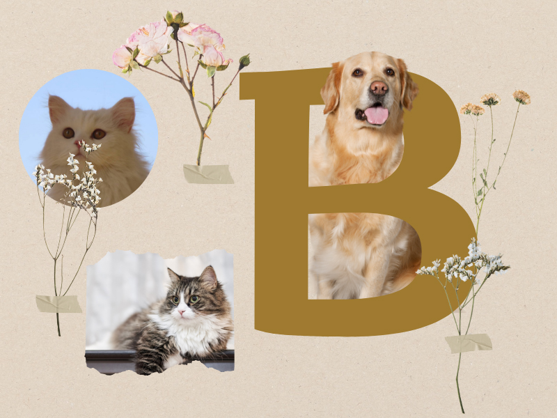 Một sản phẩm kết hợp các công cụ cắt ảnh