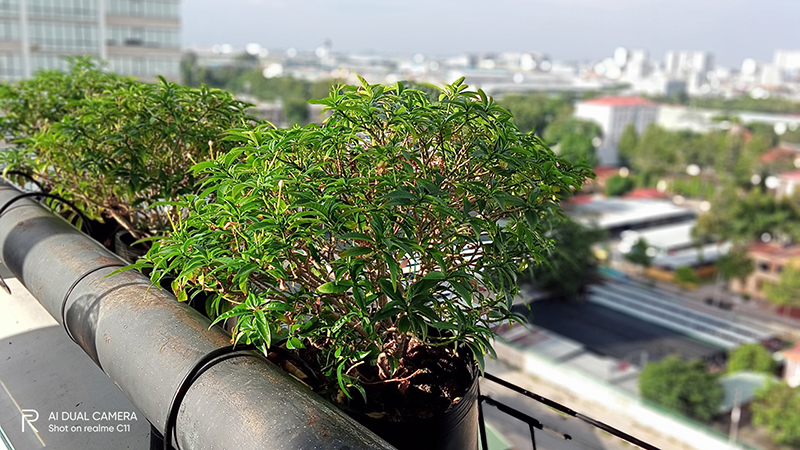 Chế độ tự động x&oacute;a ph&ocirc;ng của Realme C11 cho h&igrave;nh ảnh c&oacute; sức sống hơn