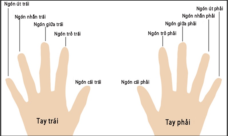 Đeo Nhẫn Ngón Giữa Tay Trái: Khám Phá Ý Nghĩa Sâu Sắc Và Bí Ẩn Đằng Sau