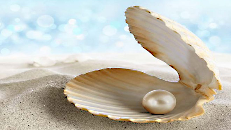 Hình ảnh Shell Ngọc Trai Phim Hoạt Hình Vỏ Ngọc Trai Vẽ Tay Dưới Nước Thế  Giới Bãi Biển PNG  Ngọc Trai Mùa Hè Bên Bờ Biển PNG miễn phí tải